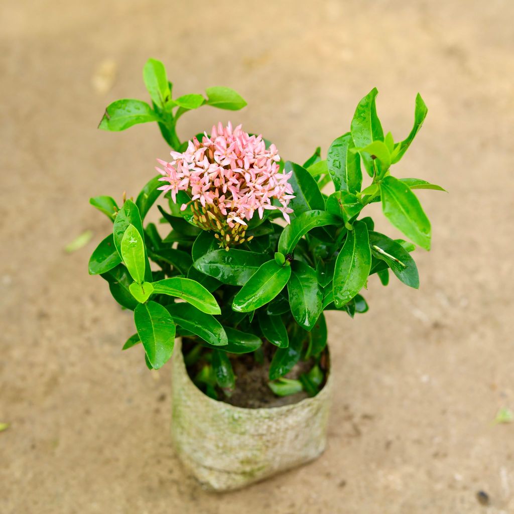Buy Ixora Dwarf Pink in 4 Inch Nursery Bag Online | Urvann.com Ixora Dwarf Pink in 4 Inch Nursery Bag