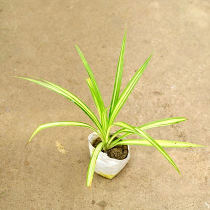 Buy Pandanus� in 4 Inch Nursery Bag Online | Urvann.com