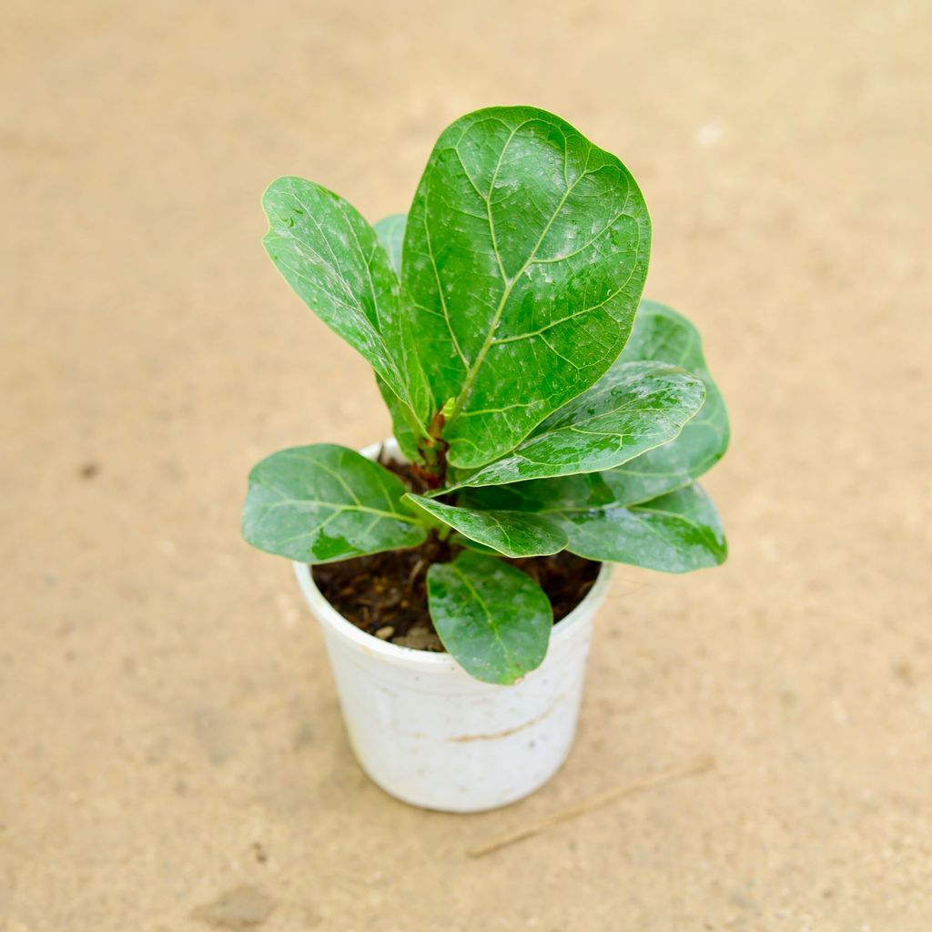 Fiddle Leaf in 4 Inch Nursery Pot