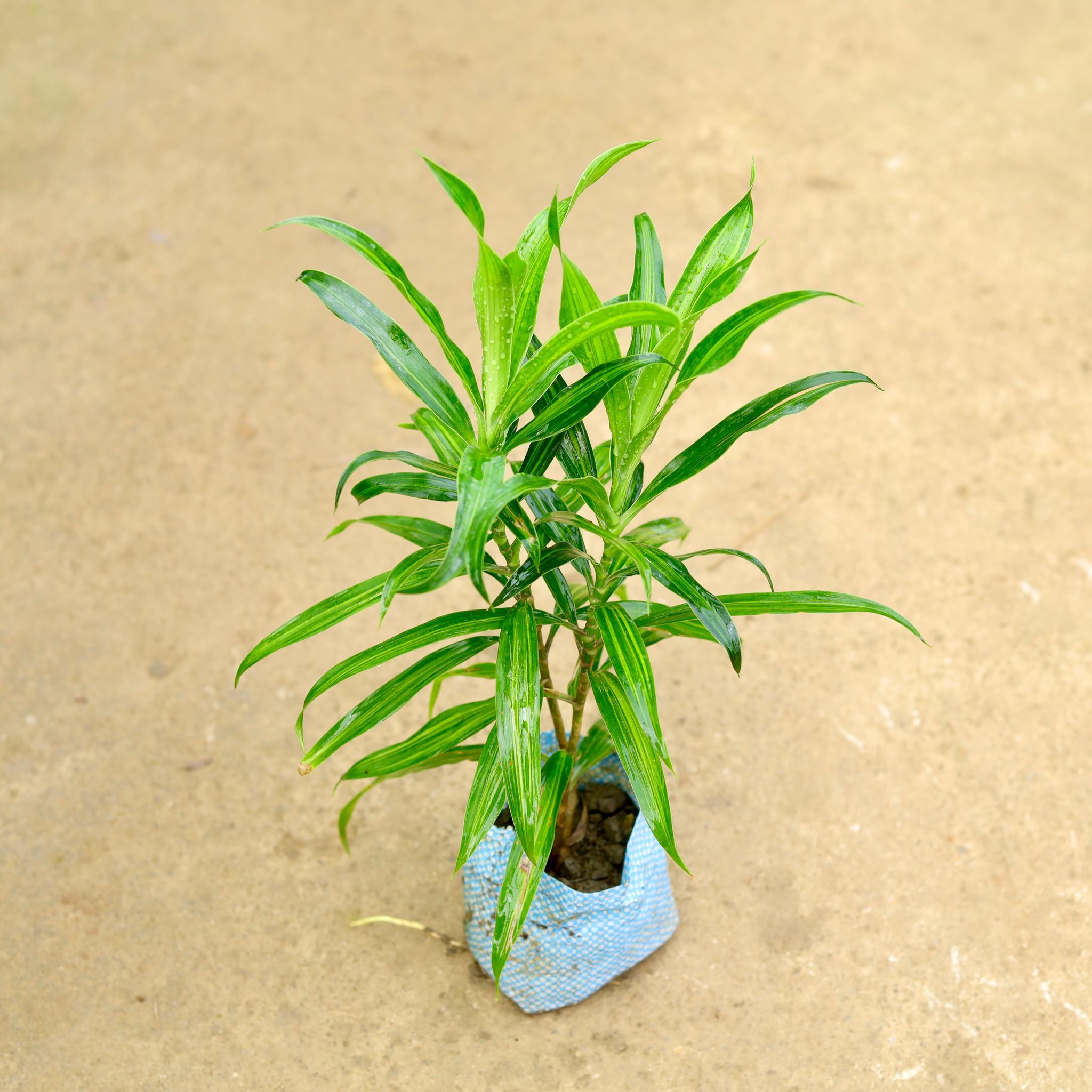 Dracaena Messenger in 4 Inch Nursery Bag