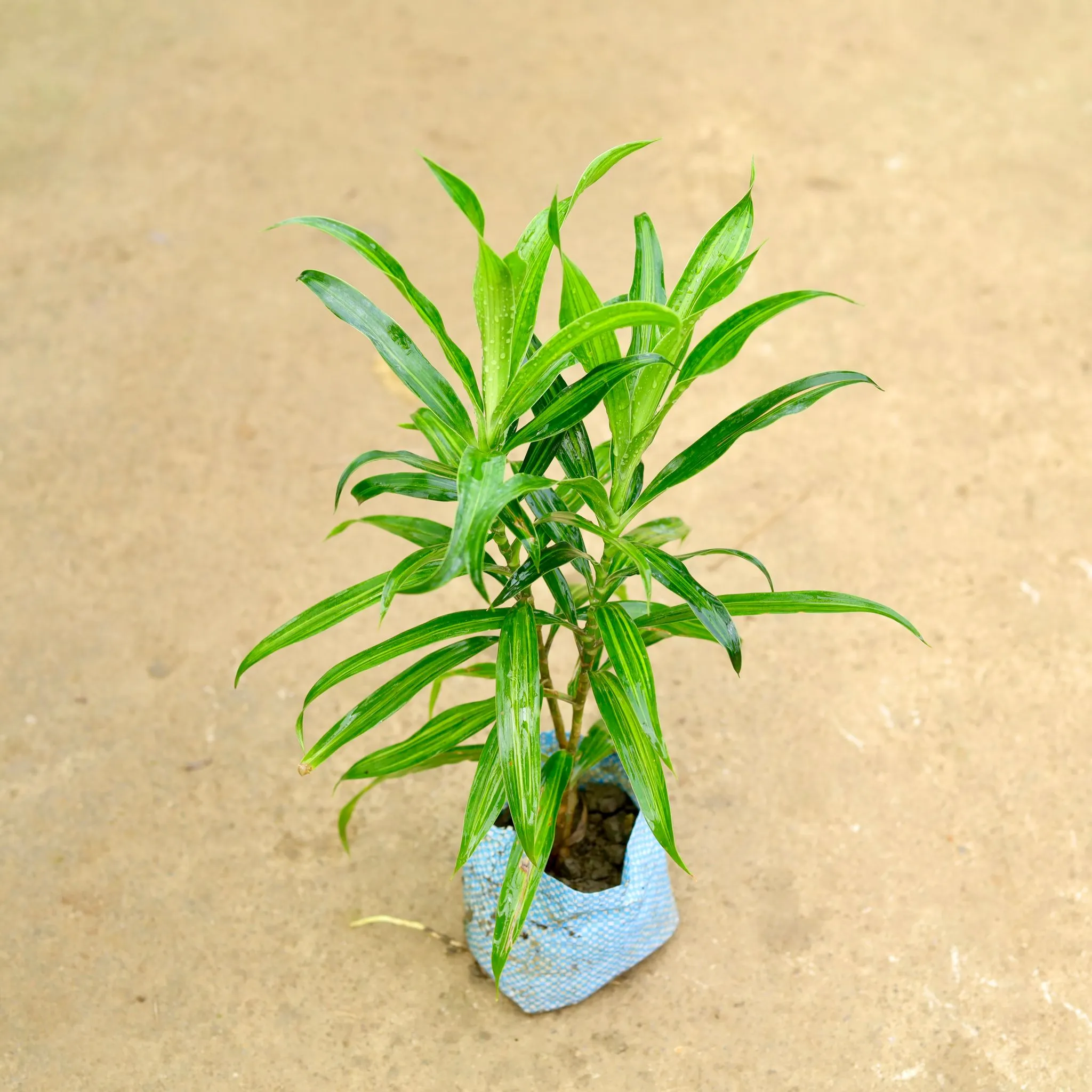 Air Purifying - Dracaena Messenger in 4 Inch Nursery Bag