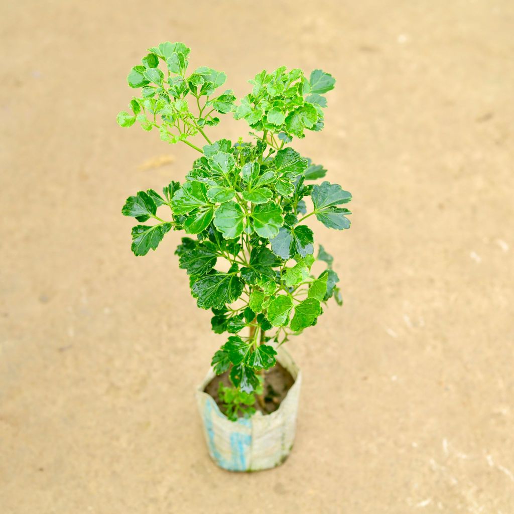 Buy Aralia Ming in 4 Inch Nursery Bag Online | Urvann.com Aralia Ming in 4 Inch Nursery Bag