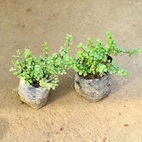 Air Purifying - Set of 2 - Jade in 4 Inch Nursery Bag