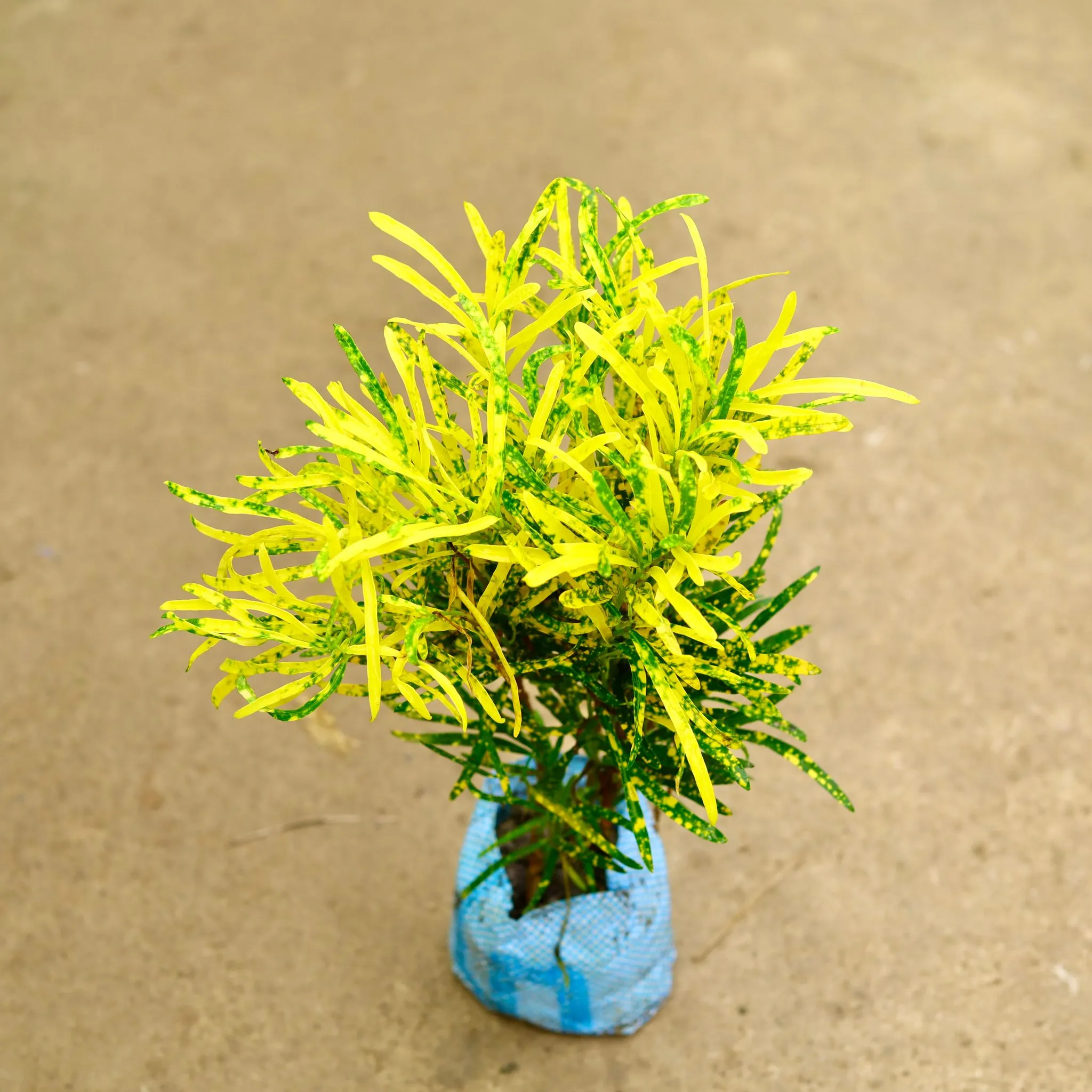 Air Purifying - Chironji Croton in 4 Inch Nursery Bag