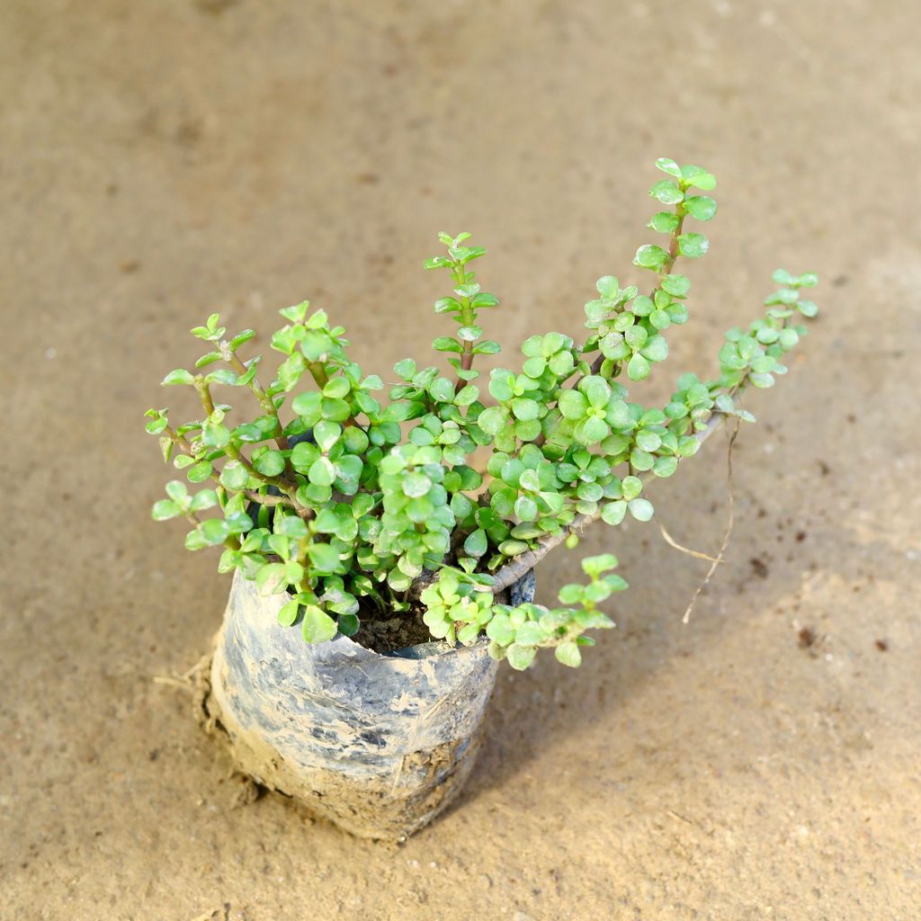 Buy Jade in 4 Inch Nursery Bag Online | Urvann.com Jade in 4 Inch Nursery Bag