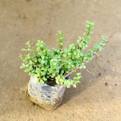 Buy Jade in 4 Inch Nursery Bag Online | Urvann.com