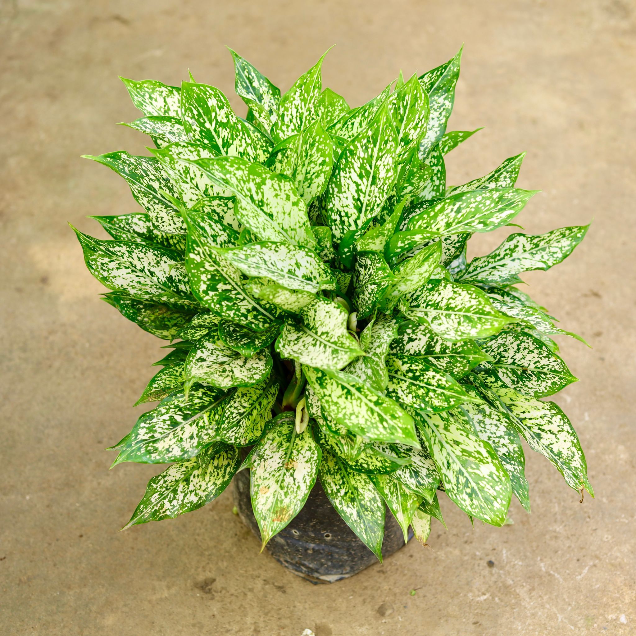 Aglaonema Snow White Mother in 10 Inch Nursery Bag