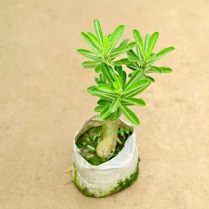 Buy Adenium Pink in 8 Inch Nursery Bag Online | Urvann.com