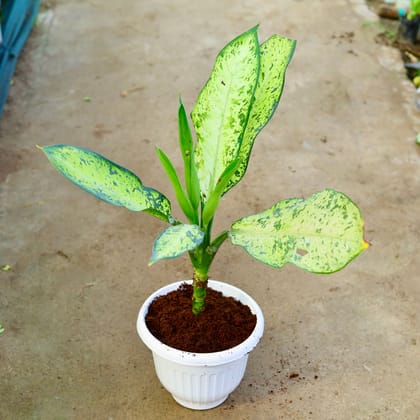 Buy Aglaonema Pinki in 10 Inch White Olive Plastic Pot Online | Urvann.com