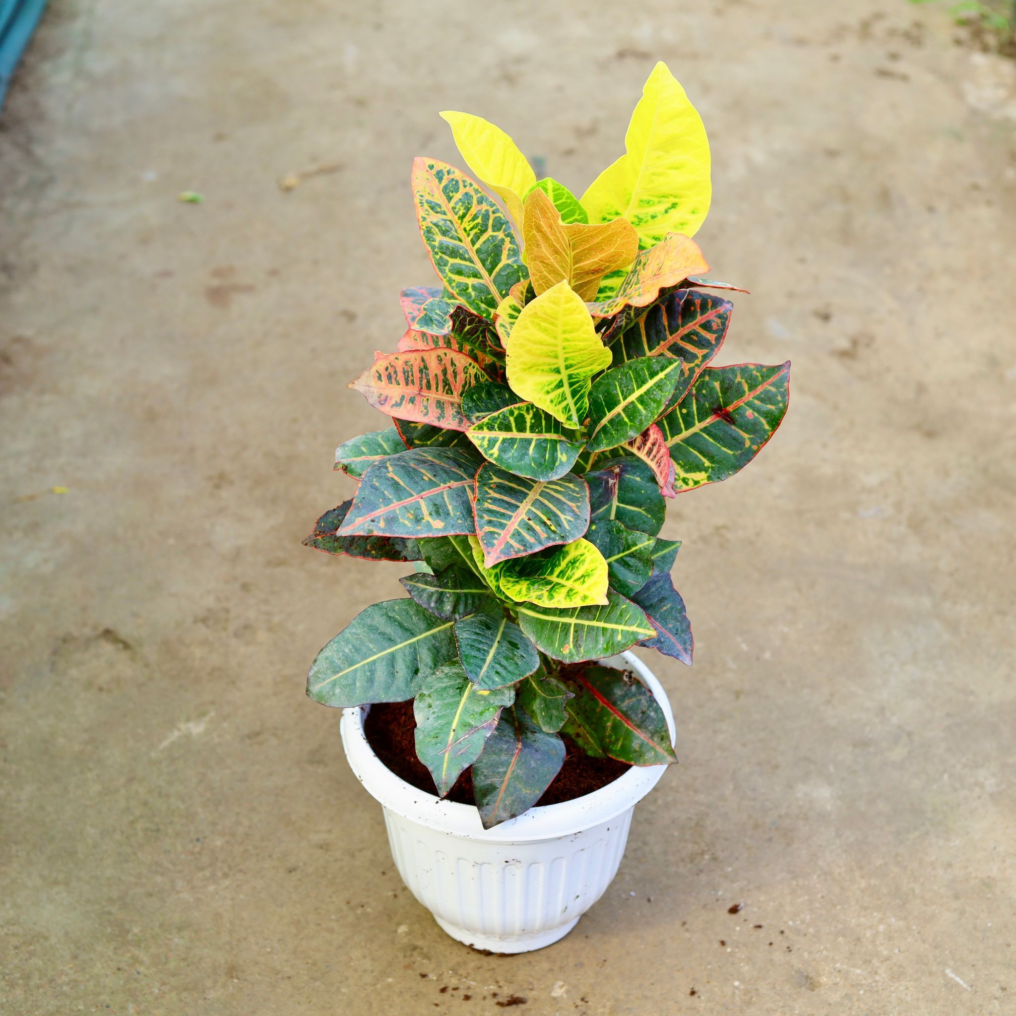 Croton Petra in 10 Inch White Olive Plastic Pot