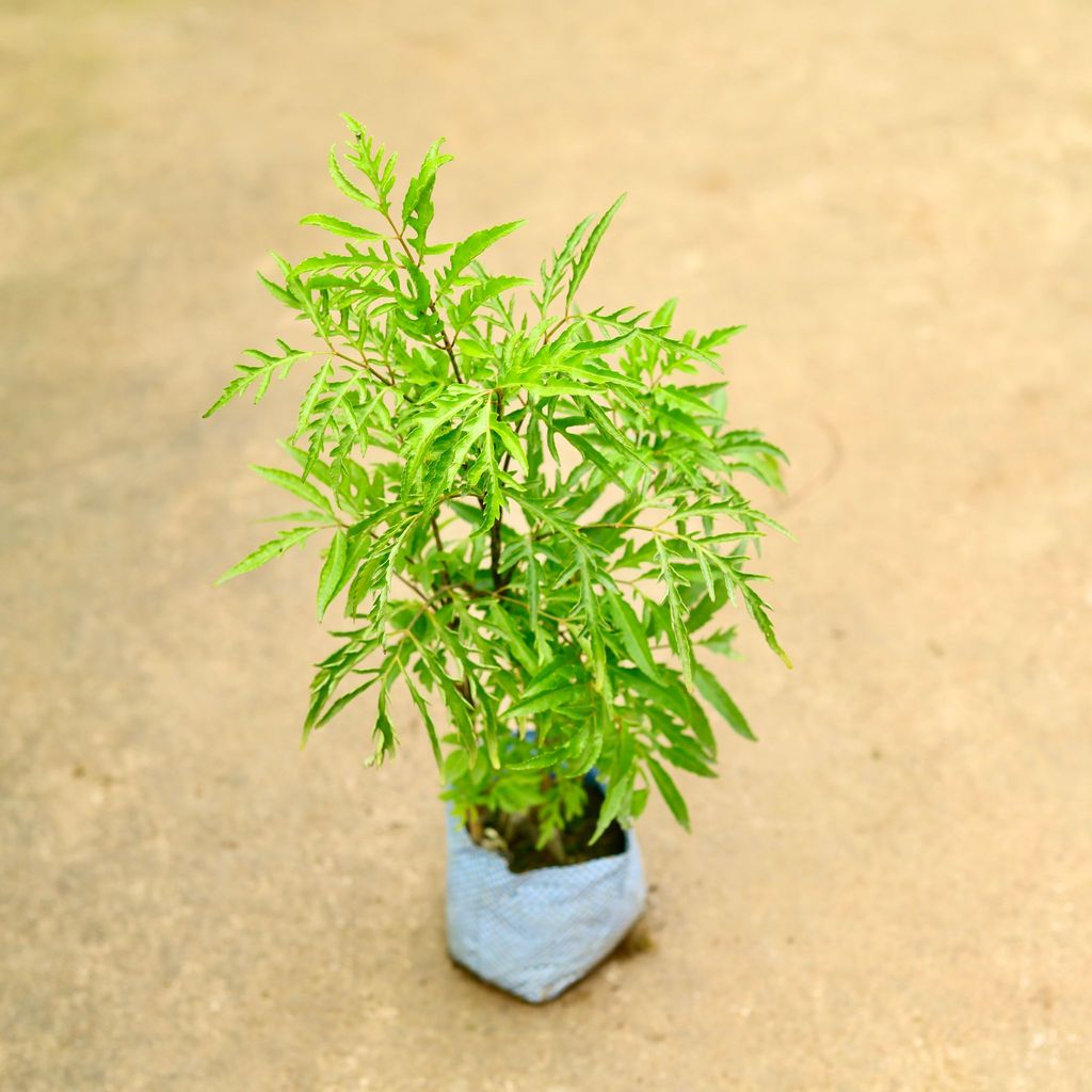 Buy Aralia Neem in 4 Inch Nursery Bag Online | Urvann.com Aralia Neem in 4 Inch Nursery Bag
