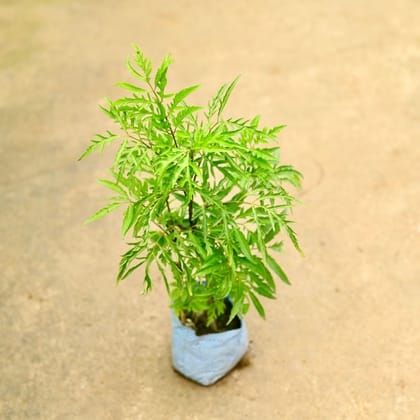 Buy Aralia Neem in 4 Inch Nursery Bag Online | Urvann.com