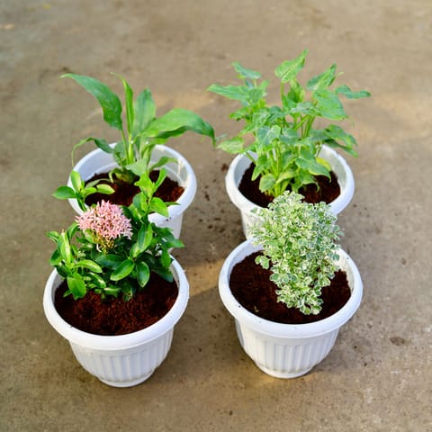 Set of 4 - xanadu Green, Peace Lily, Ixora Miniature Pink & Aralia White in 8 Inch White Olive Plastic Pot