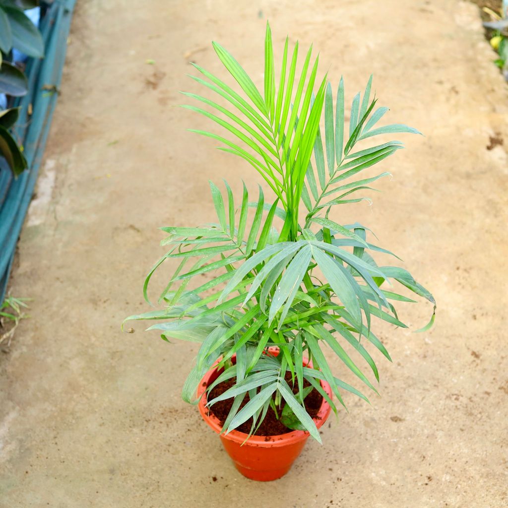 Buy Bamboo Palm (~ 2 Ft) in 10 Inch Terracotta Red Classy Plastic Pot Online | Urvann.com Bamboo Palm (~ 2 Ft) in 10 Inch Terracotta Red Classy Plastic Pot