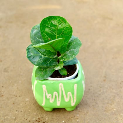 Buy Fiddle Leaf in 6 Inch Square Designer Ceramic Pot (any colour) Online | Urvann.com