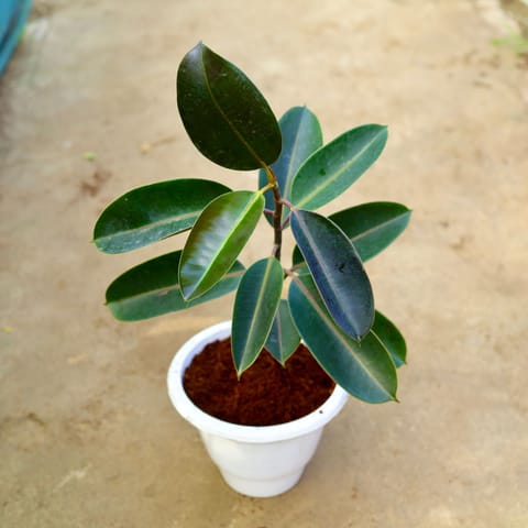 Rubber Black in 10 Inch White Classy Plastic Pot