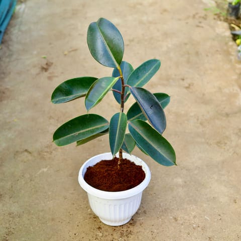 Rubber Black in 10 Inch White Olive Plastic Pot