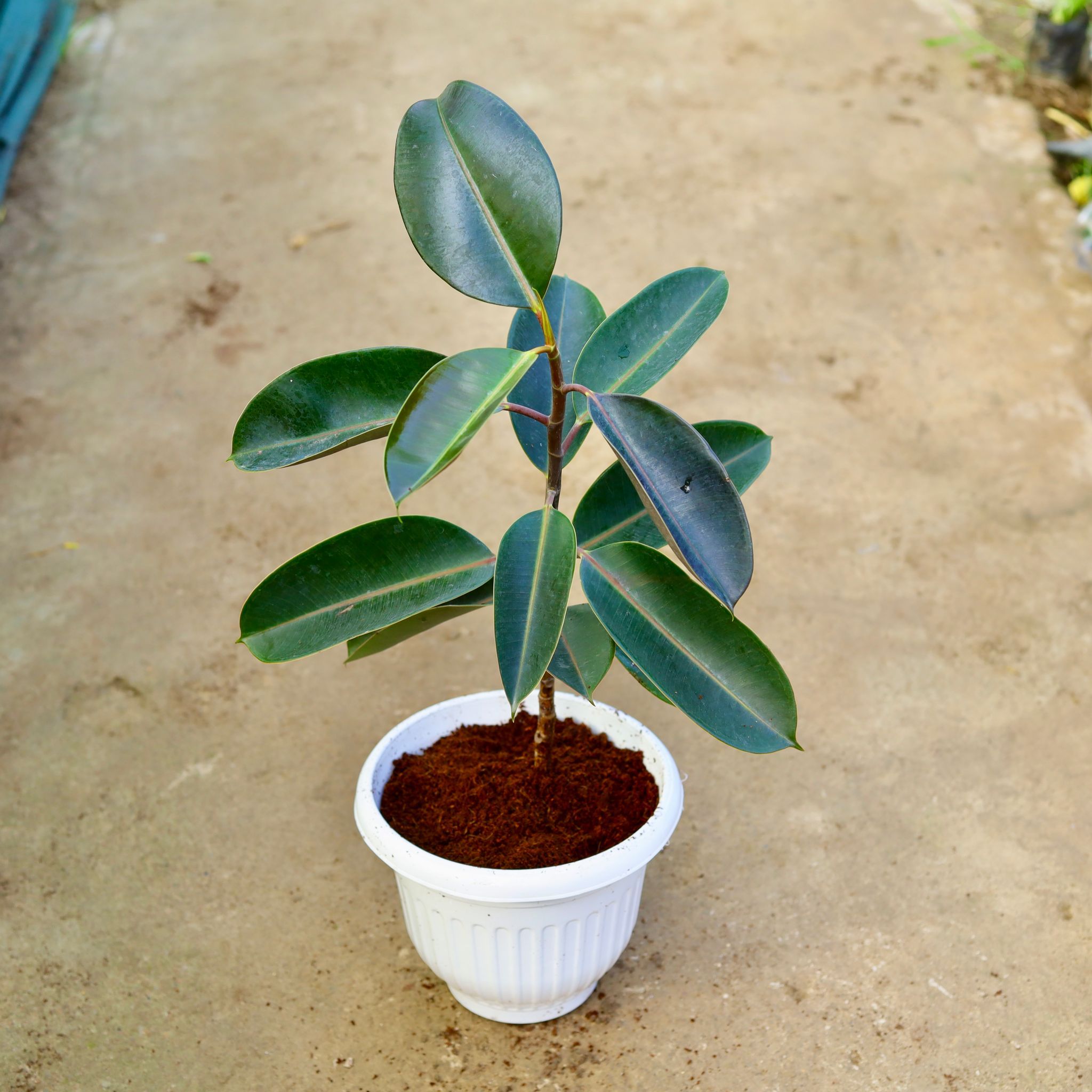 Rubber Black in 10 Inch White Olive Plastic Pot