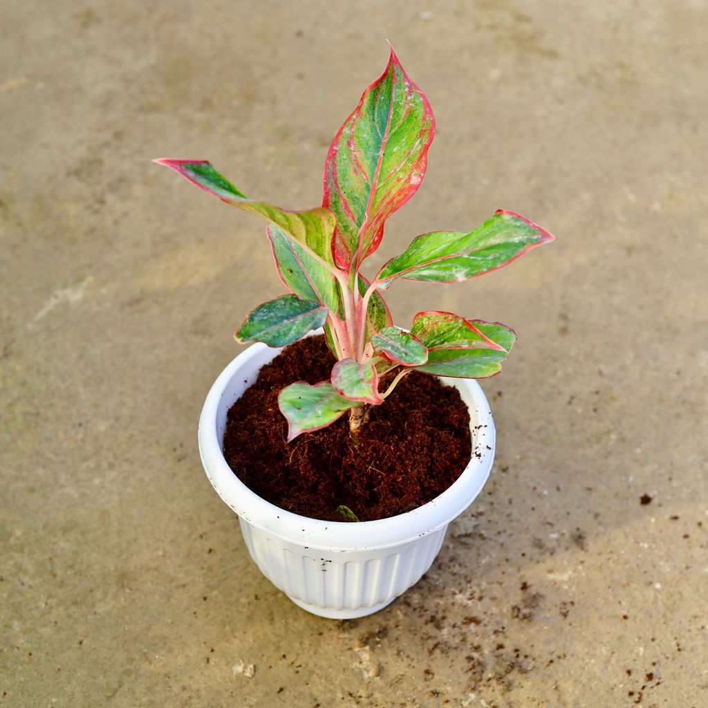 Buy Aglaonema Lipstick in 8 Inch White Olive Plastic Pot Online | Urvann.com Aglaonema Lipstick in 8 Inch White Olive Plastic Pot