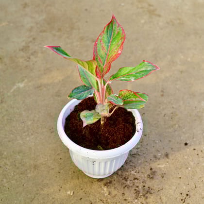 Buy Aglaonema Lipstick in 8 Inch White Olive Plastic Pot Online | Urvann.com