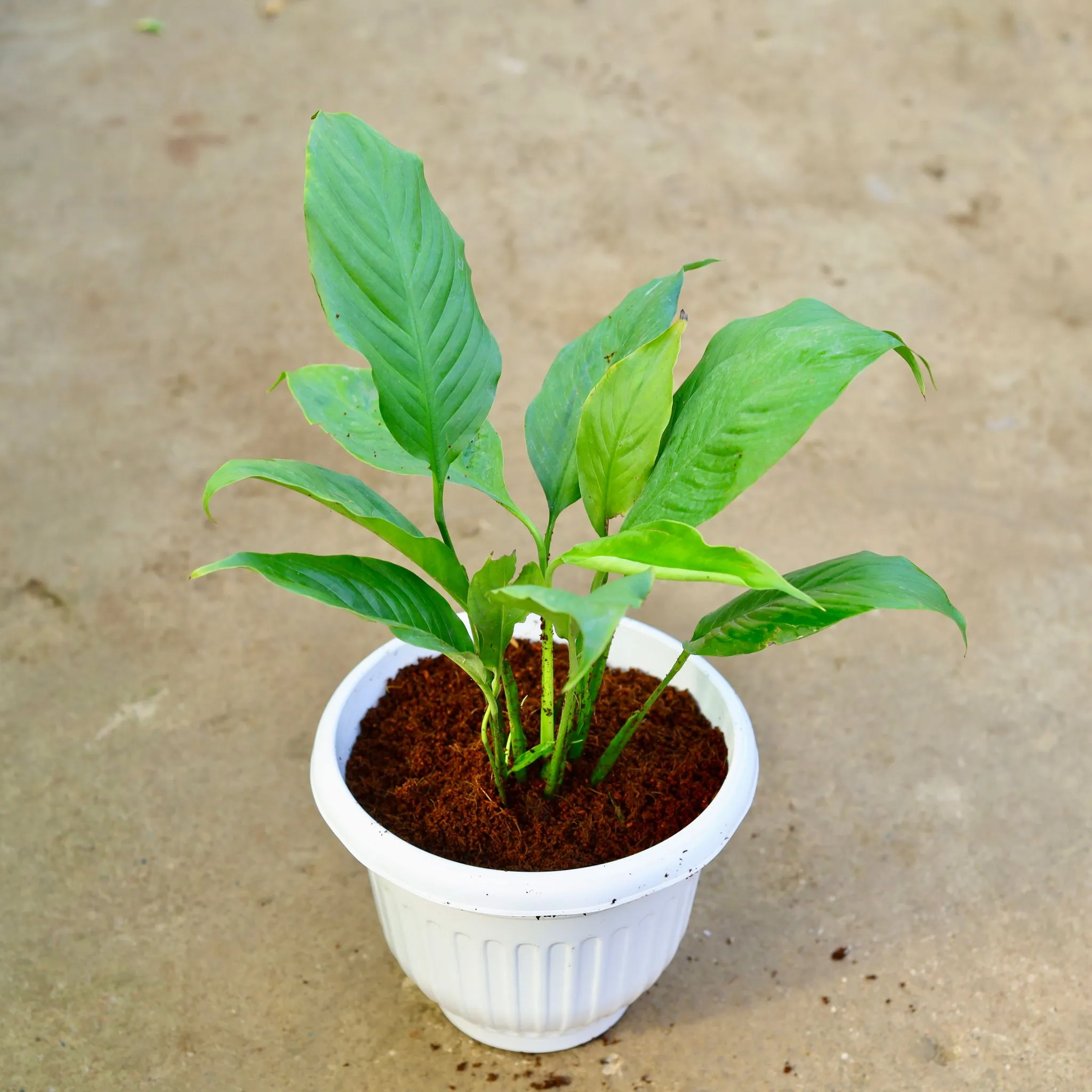Peace Lily in 10 Inch White Olive Plastic Pot