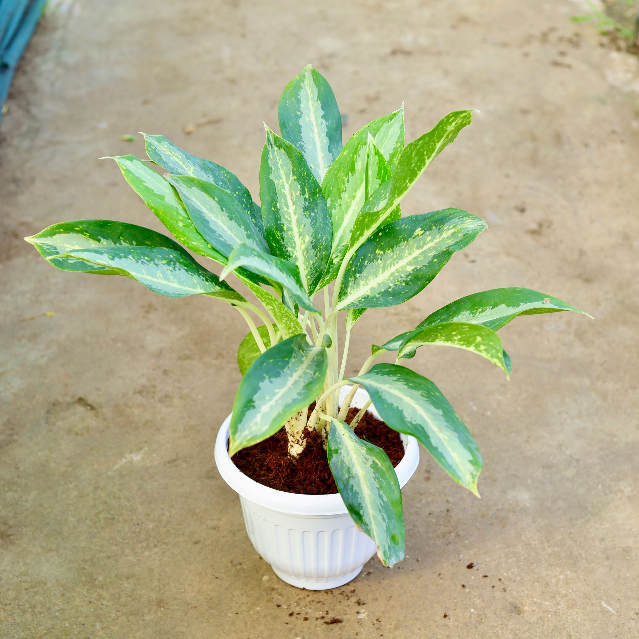 Aglaonema Dove in 10 Inch White Olive Plastic Pot