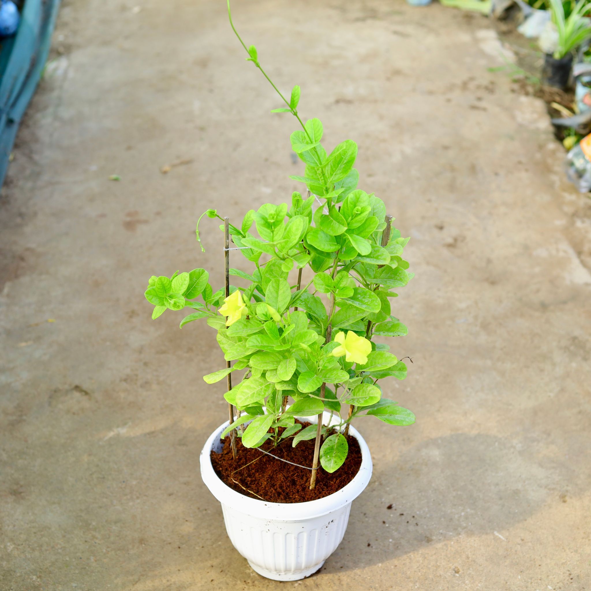 Allamanda (any colour) in 10 Inch White Olive Plastic Pot