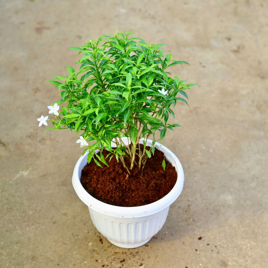 Buy Chandni Dwarf White in 10 Inch White Olive Plastic Pot Online | Urvann.com Chandni Dwarf White in 10 Inch White Olive Plastic Pot