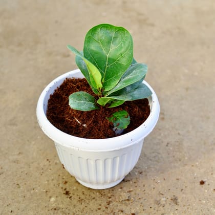 Buy Fiddle Leaf in 8 Inch White Olive Plastic Pot Online | Urvann.com