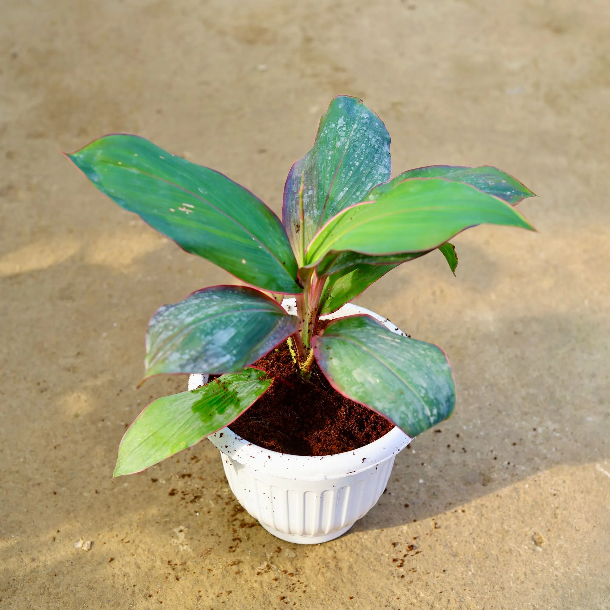 Air Purifying - Dracaena Kedarnath in 8 Inch White Olive Plastic Pot