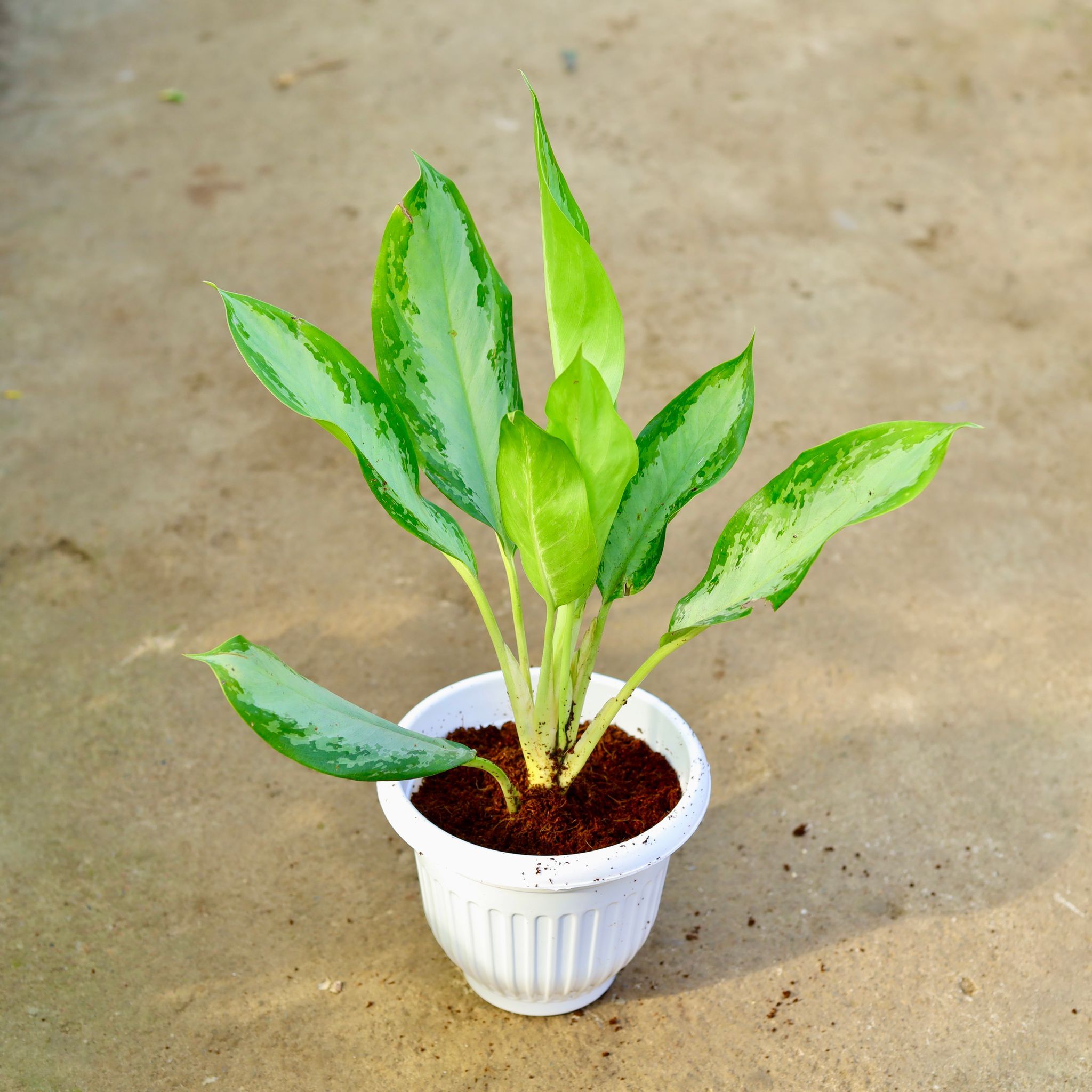 Aglaonema Broad Leaf in 8 Inch White Olive Plastic Pot