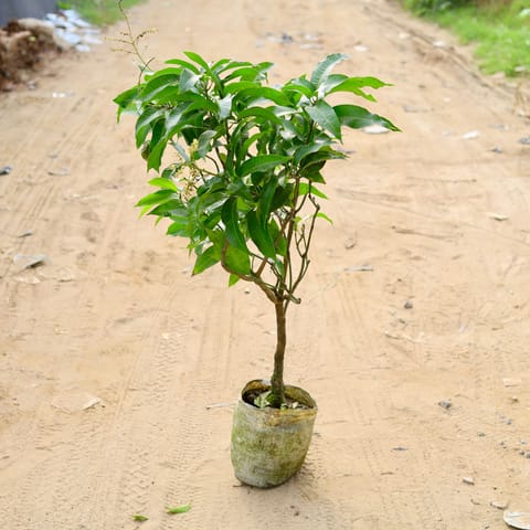 Thai Mango in 10 Inch Nursery Bag