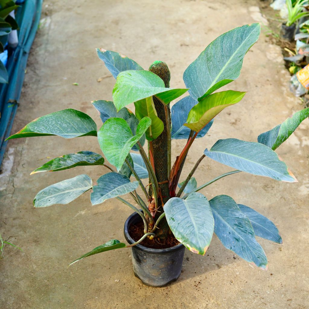 Buy Philodendron Black with (~ 2.5 Ft) Moss Stick in 8 Inch White Olive Plastic Pot Online | Urvann.com Philodendron Black with (~ 2.5 Ft) Moss Stick in 8 Inch White Olive Plastic Pot