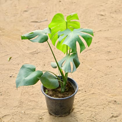 Buy Monstera Deliciosa� in 10 Inch Nursery Pot Online | Urvann.com
