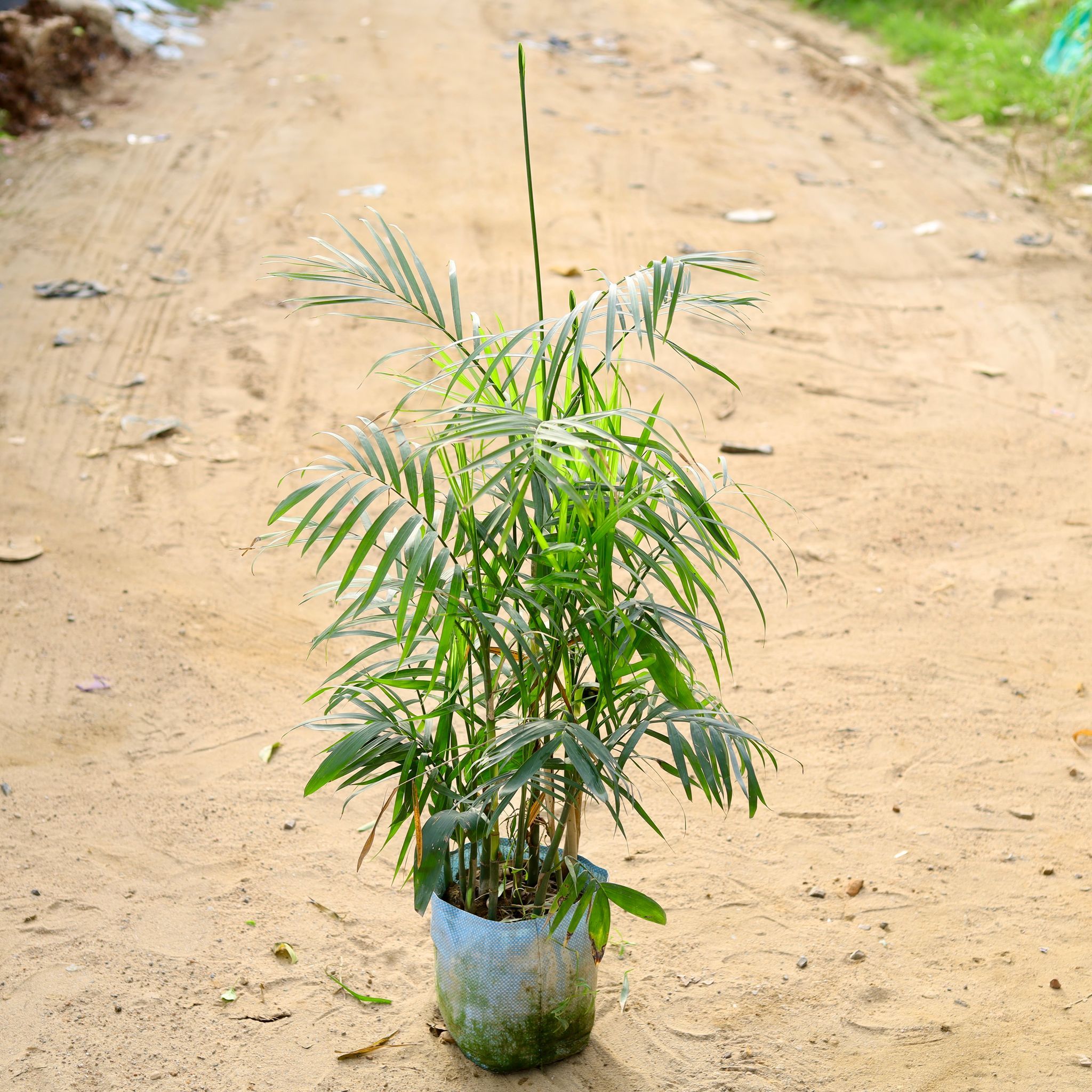 Bamboo Palm in 10 Inch Nursery Bag