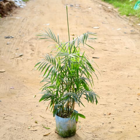 Air Purifying - Bamboo Palm in 10 Inch Nursery Bag