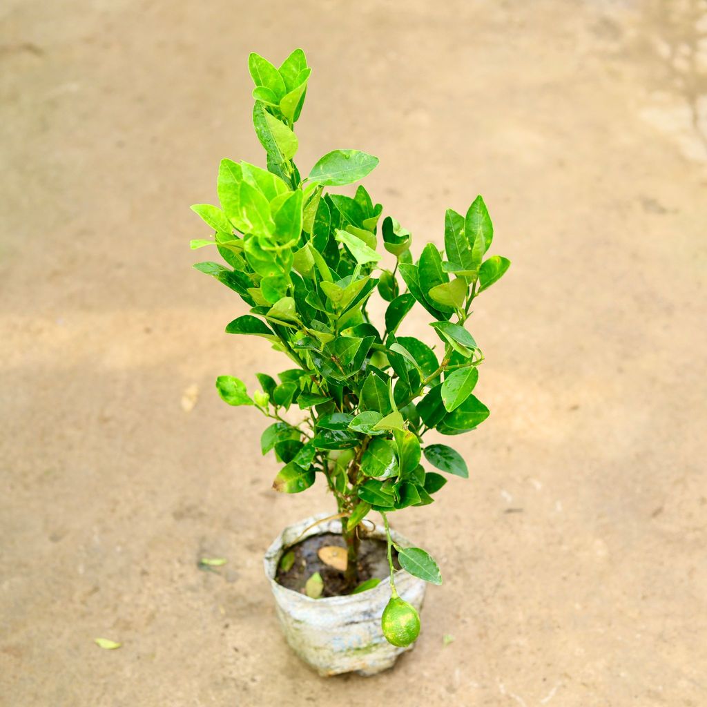 Buy Nimbu / Lemon Plant� in 8 Inch Nursery Bag Online | Urvann.com Nimbu / Lemon Plant in 8 Inch Nursery Bag