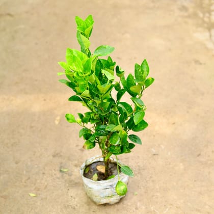Buy Nimbu / Lemon Plant� in 8 Inch Nursery Bag Online | Urvann.com