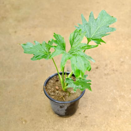 Buy Philodendron Selloum in 8 Inch Nursery Pot Online | Urvann.com