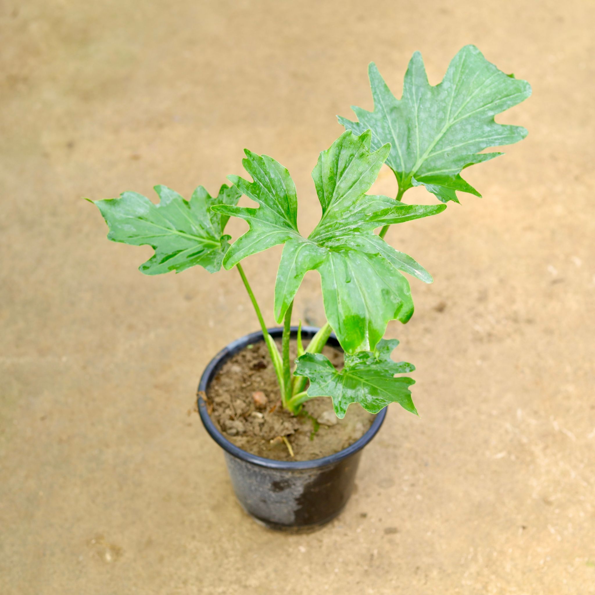 Philodendron Selloum in 8 Inch Nursery Pot