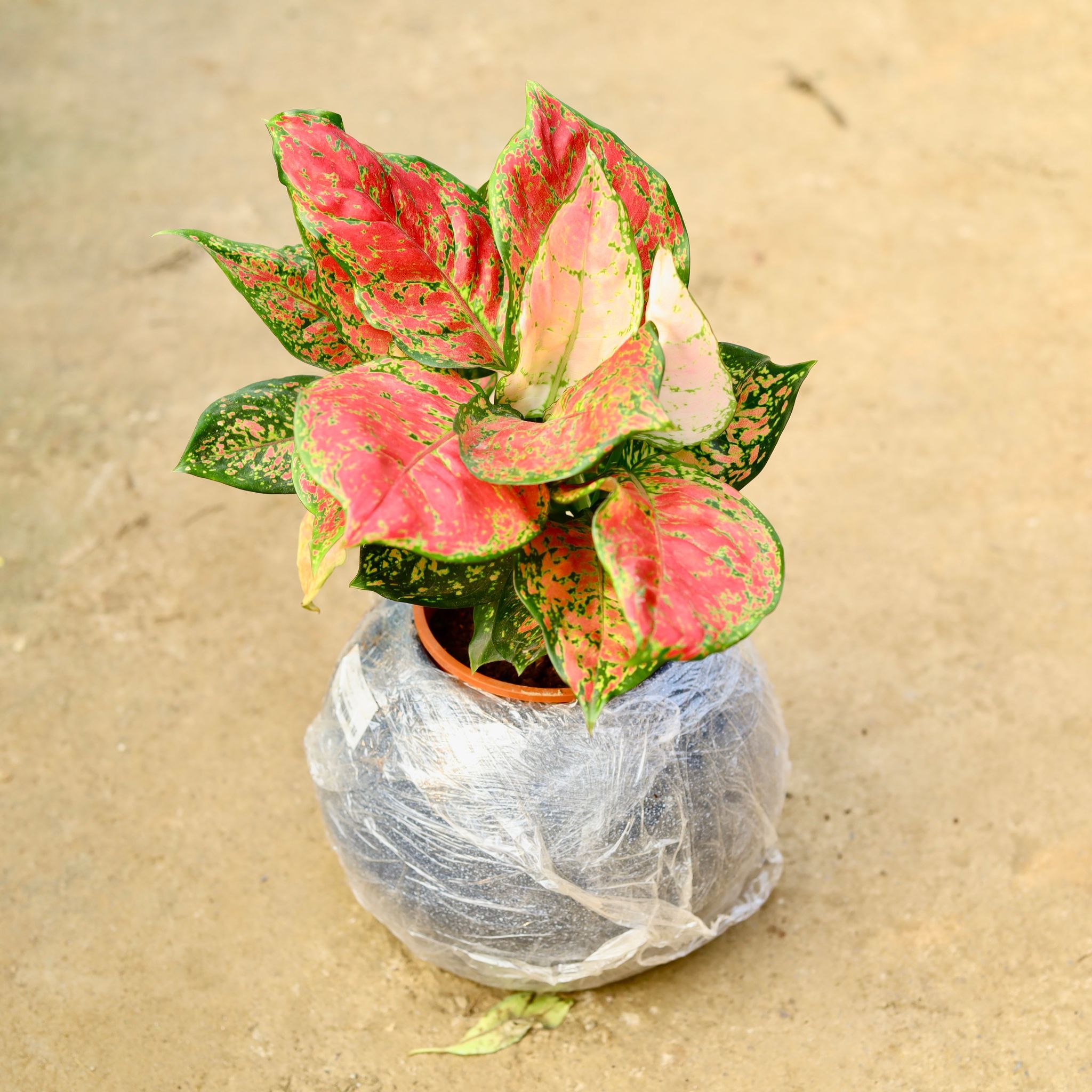 Aglaonema Red Ruby in 9 Inch Grey Premium llios Fiberglass Planter- Durable large size decorative fiber pot for indoor outdoor plants with 5 year warranty