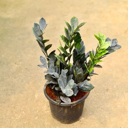 Buy Zz Black in 8 Inch Nursery Pot Online | Urvann.com