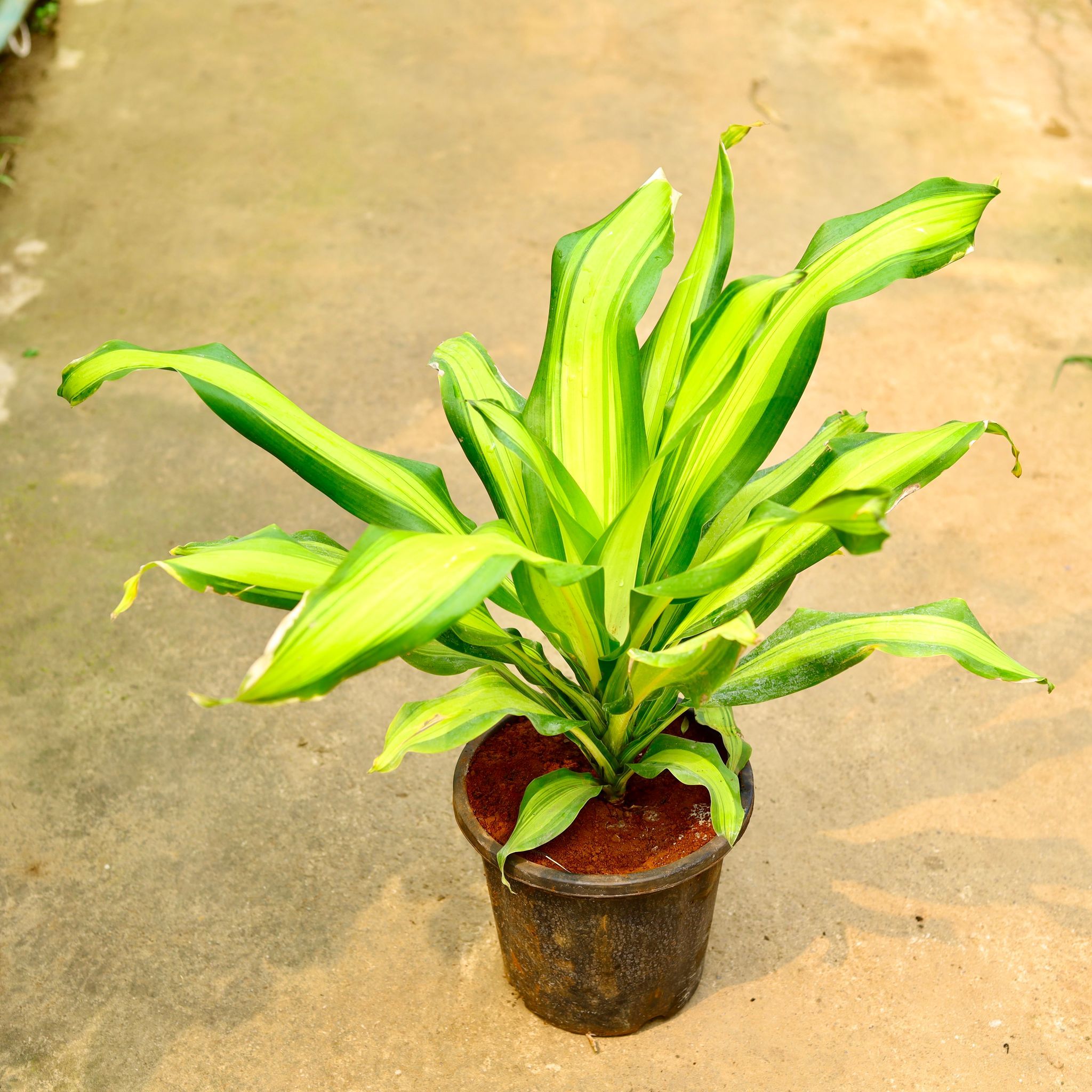 Dracaena Dara Singh in 8 Inch Nursery Pot
