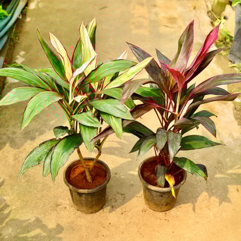 Set of 2 - Dracaena (Variegated & Mahatma) in 8 Inch Nursery Pot