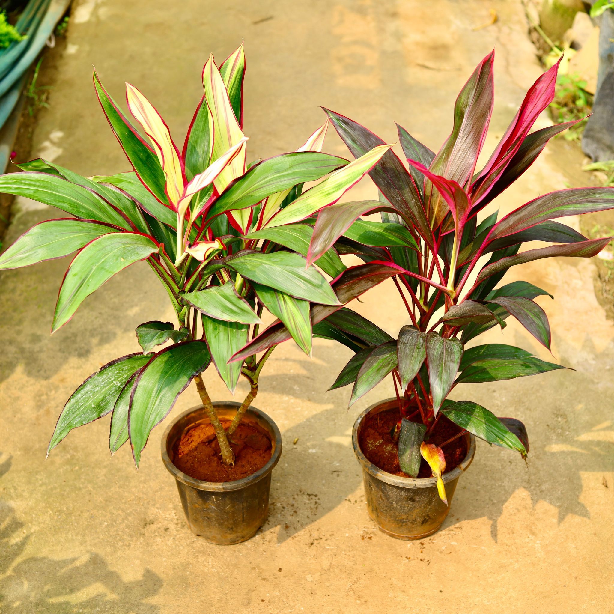 Set of 2 - Dracaena (Variegated & Mahatma) in 8 Inch Nursery Pot