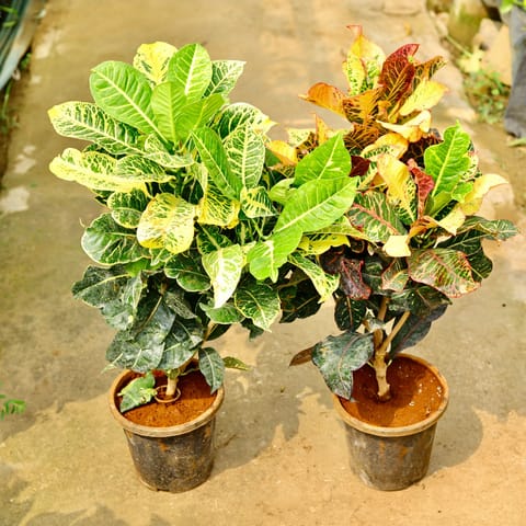 Set of 2 - Croton Petra (Green & Yellow) in 8 Inch Live Plant Nursery Pot