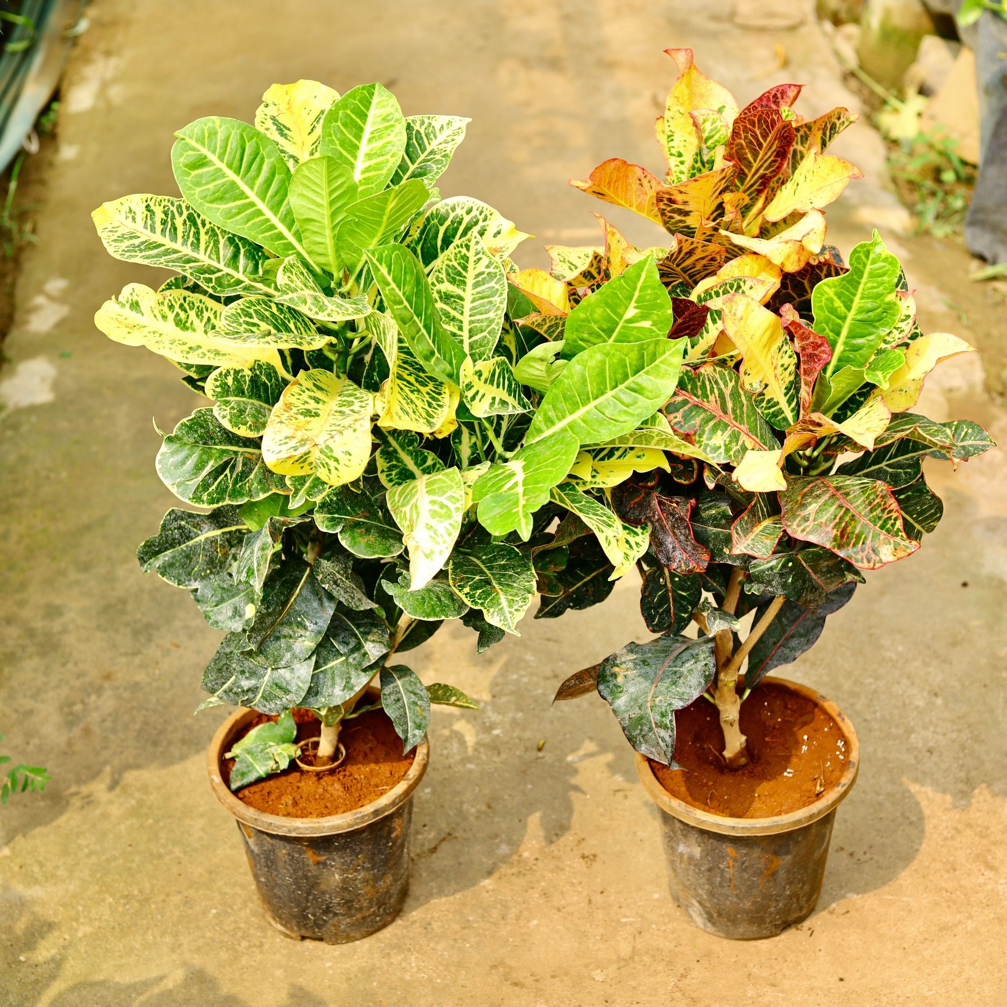 Set of 2 - Croton Petra (Green & Yellow) in 8 Inch Nursery Pot