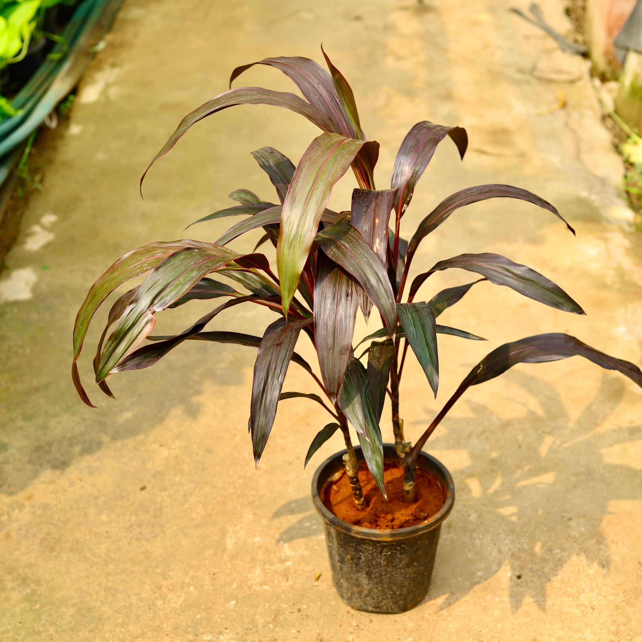 Dracaena Chocolate in 8 Inch Nursery Pot