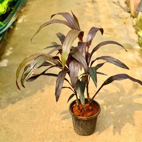 Dracaena Chocolate in 8 Inch Nursery Pot