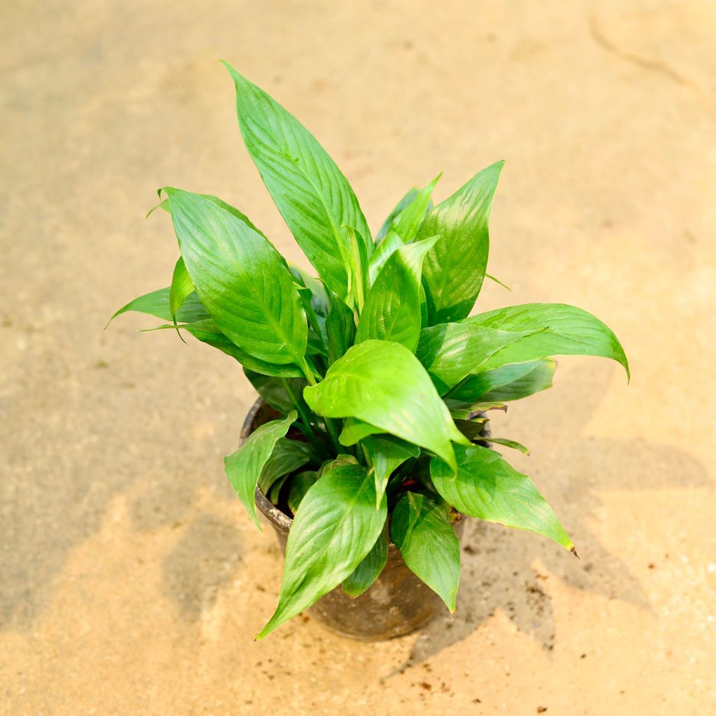 Buy Peace Lily in 5 Inch Nursery Pot Online | Urvann.com Peace Lily in 5 Inch Nursery Pot
